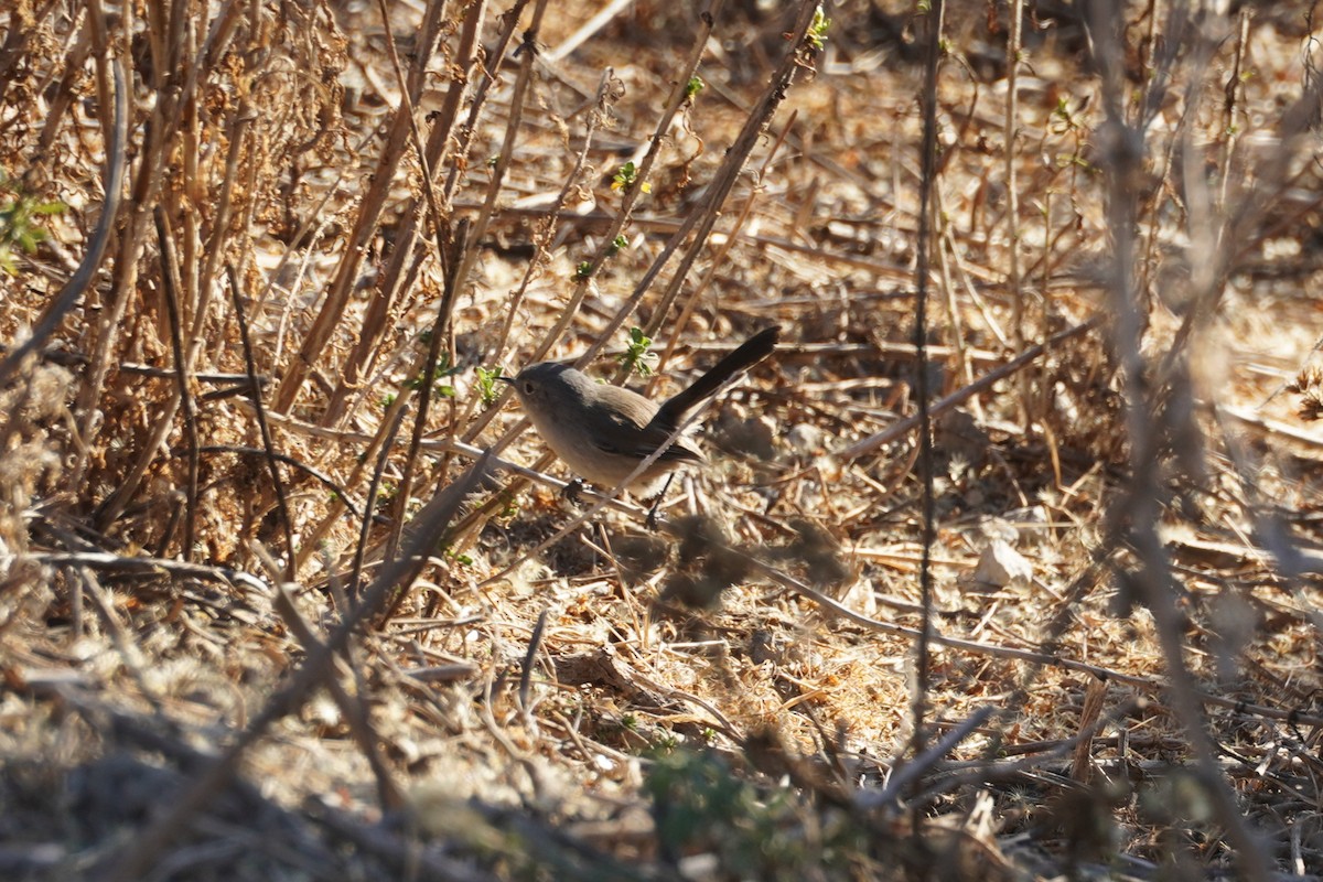 California Gnatcatcher - ML646034491