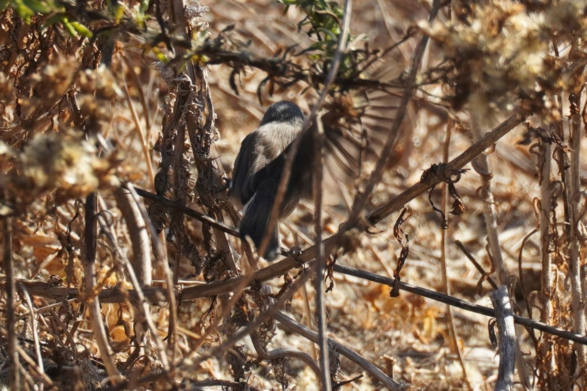 California Gnatcatcher - ML646034492