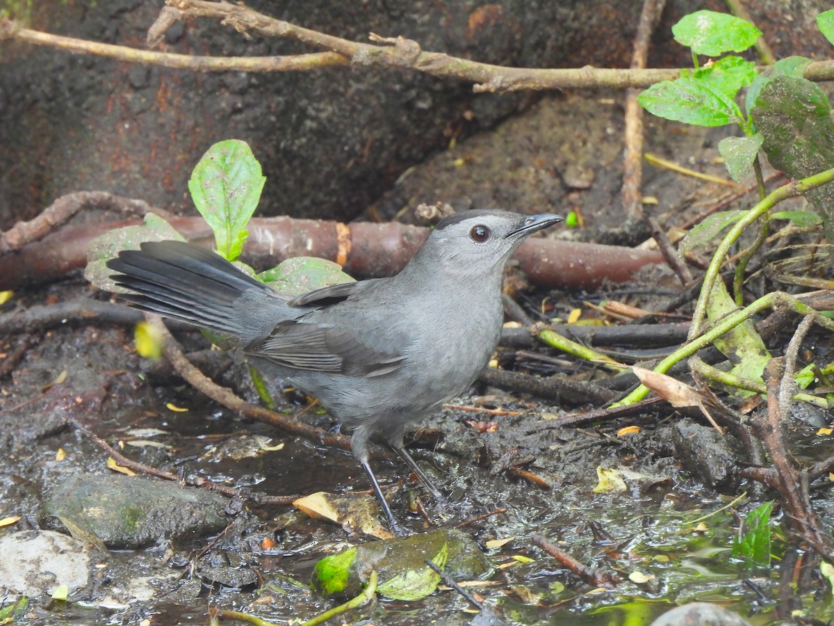 Gray Catbird - ML646034494