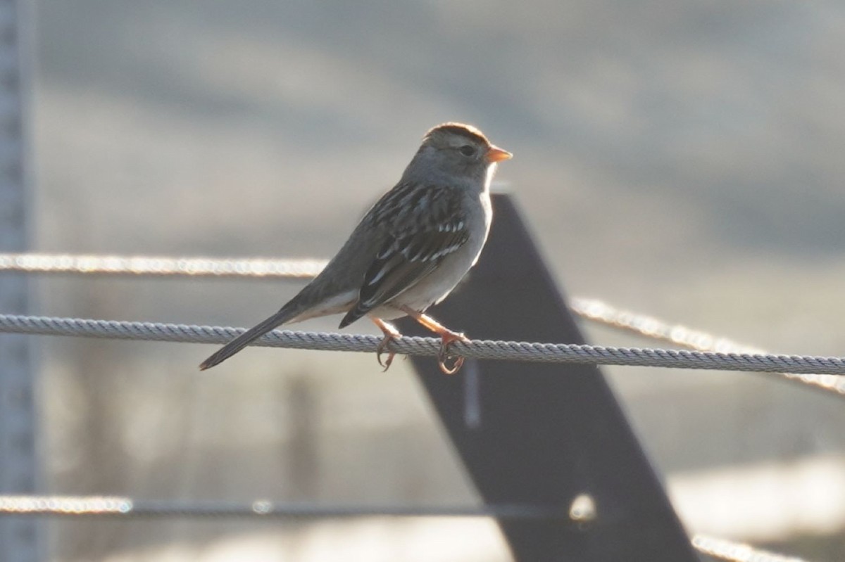 Porsuk Serçesi (gambelii) - ML646034496