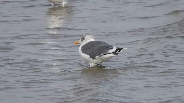 Клуша - ML646034497