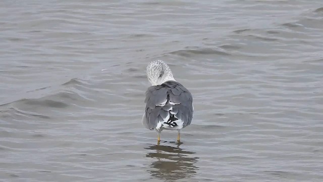 Клуша - ML646034498