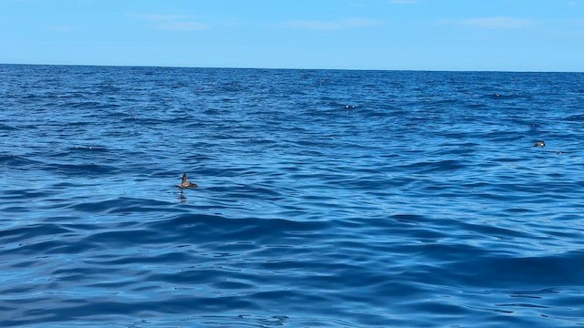 Белолицая океанида - ML646034505