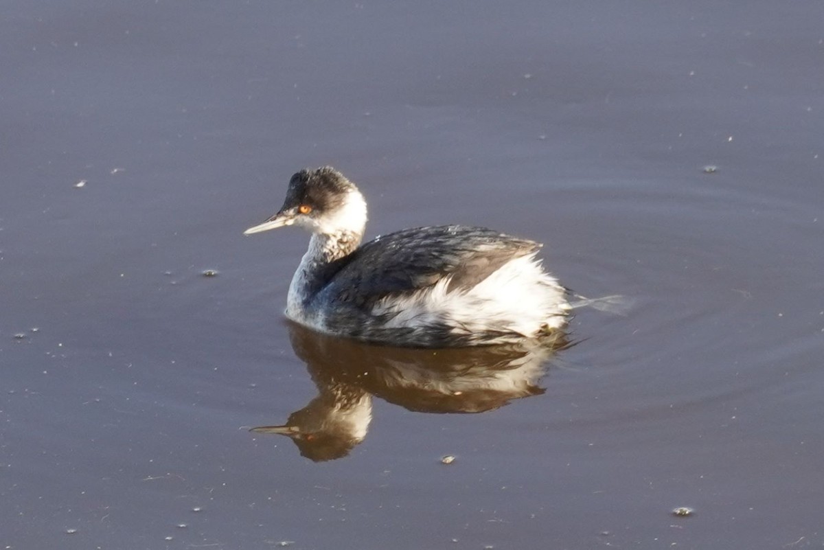 ハジロカイツブリ - ML646034507