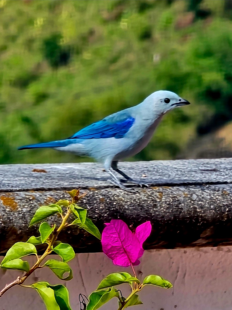 Blue-gray Tanager - ML646034510