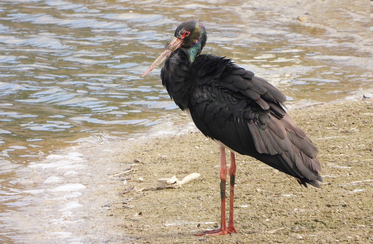 Black Stork - ML646034514