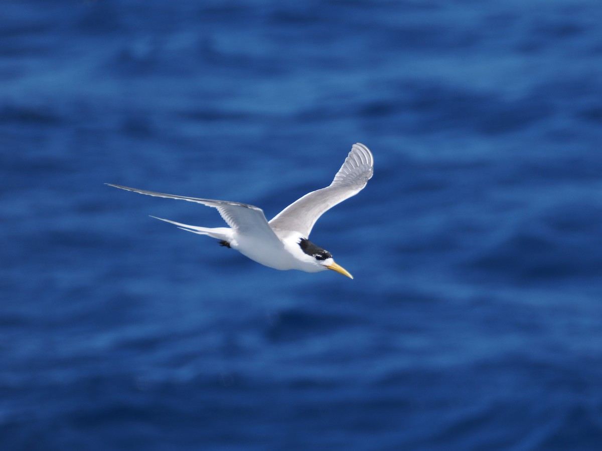 鳳頭燕鷗 - ML646034516