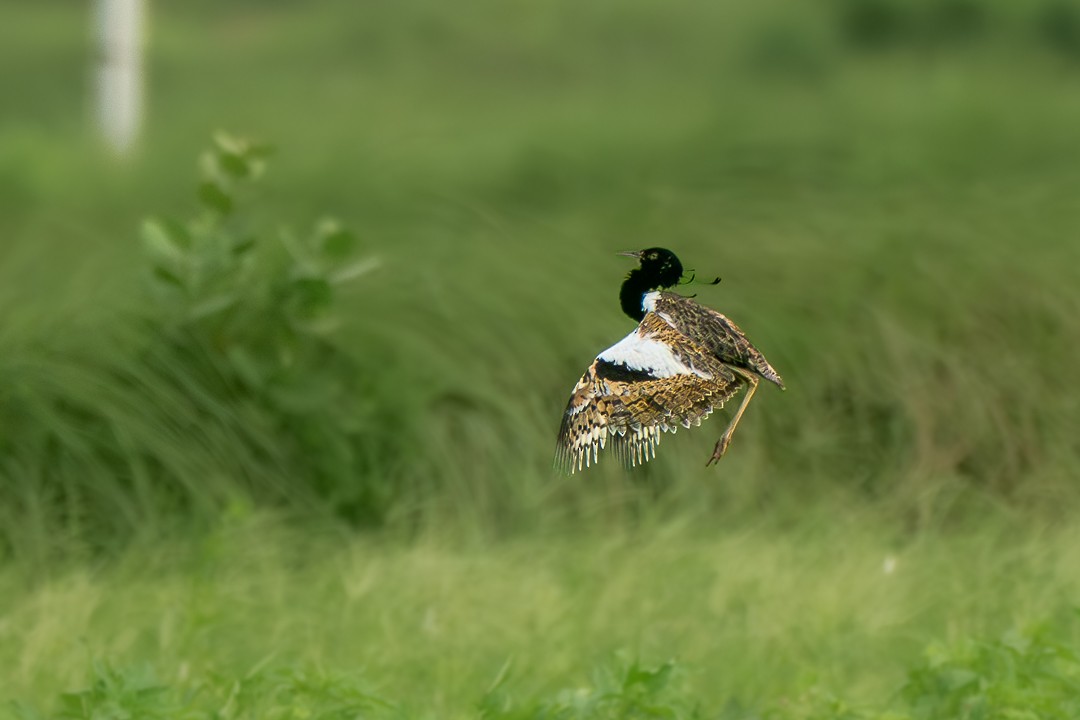 Outarde passarage - ML646034517