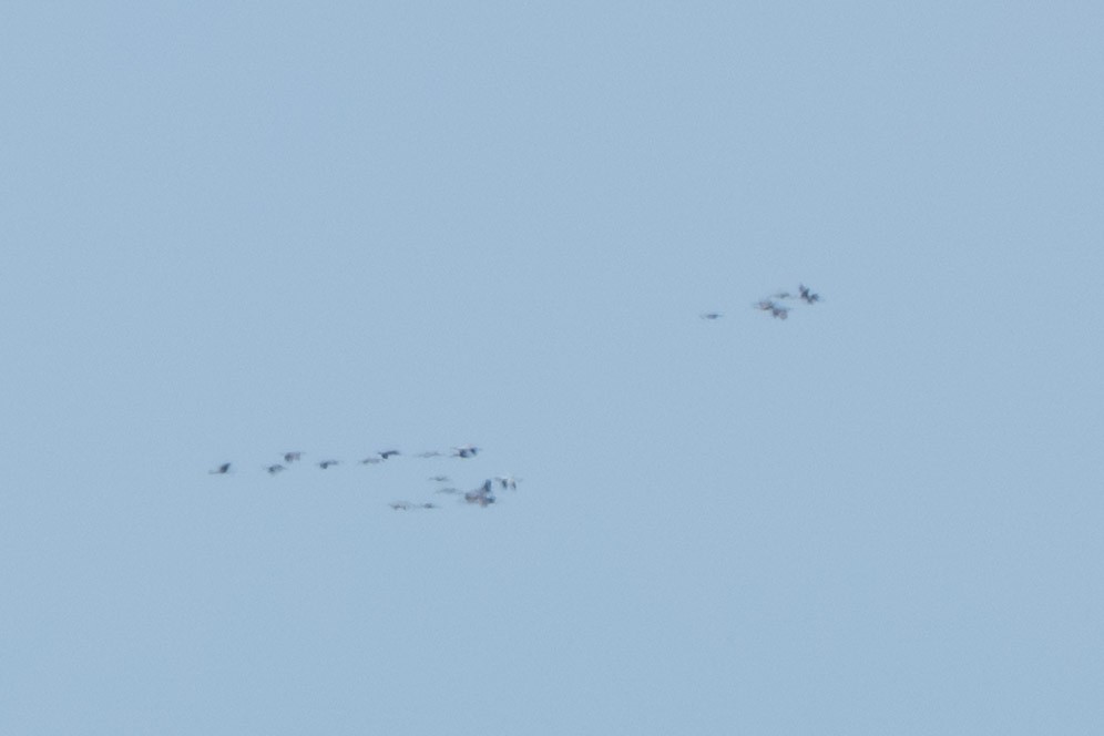 Whooping Crane - ML646034518