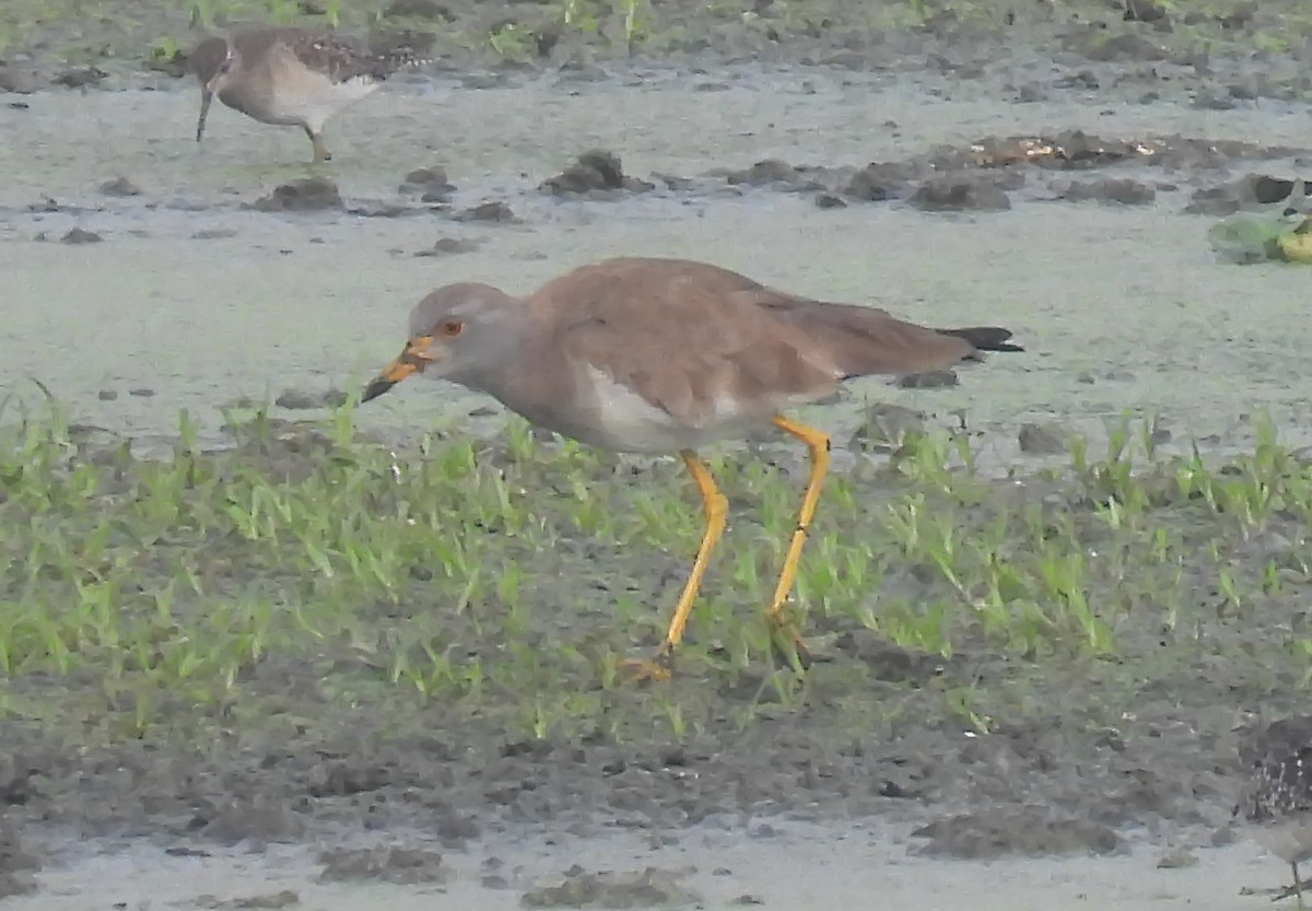 Gri Başlı Kızkuşu - ML646034519