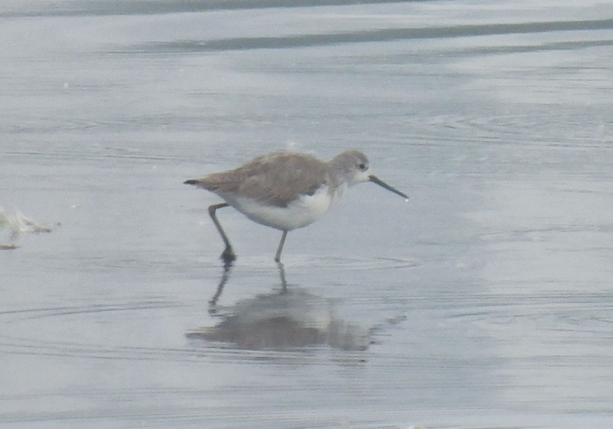 Bataklık Düdükçünü - ML646034520