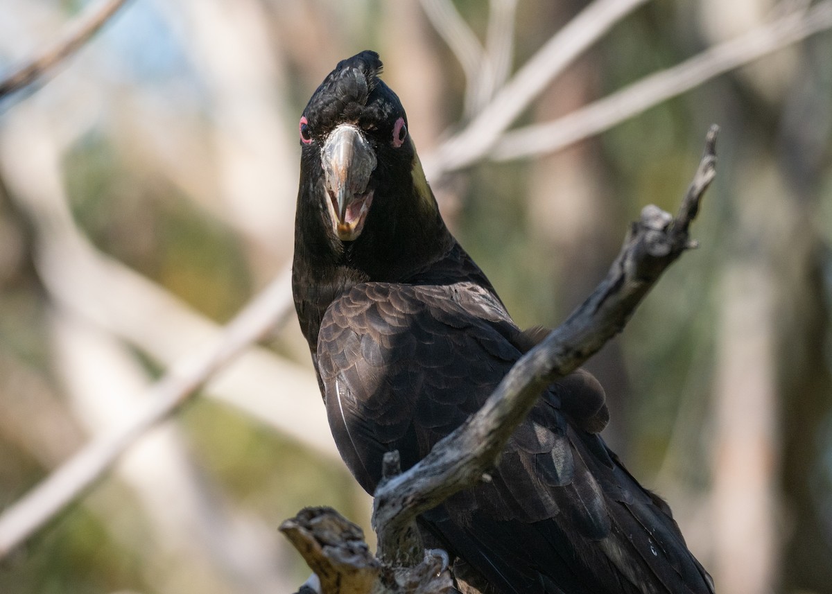 Yellow-tailed Black-Cockatoo - ML646034521