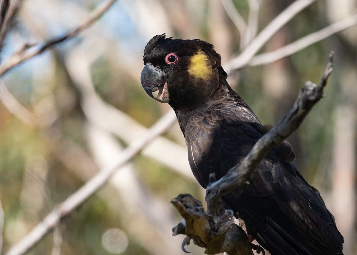 Yellow-tailed Black-Cockatoo - ML646034523