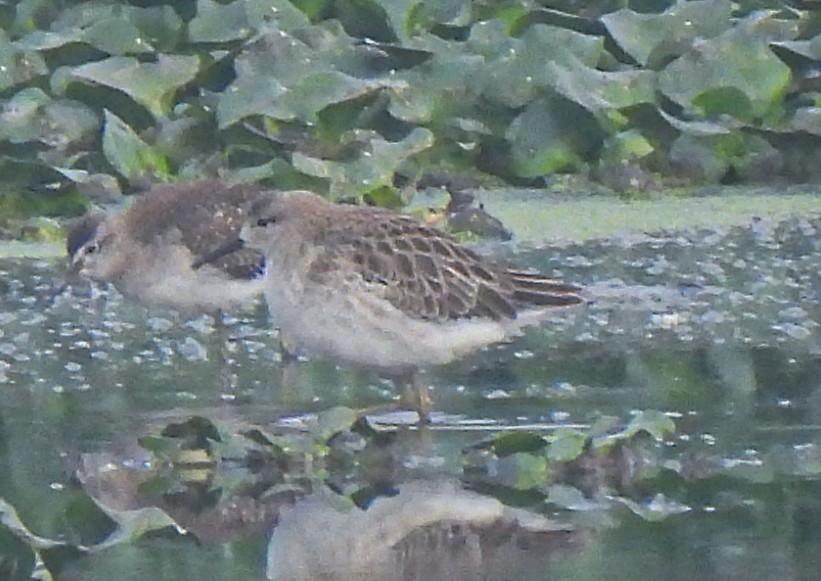 Döğüşkenkuş - ML646034525