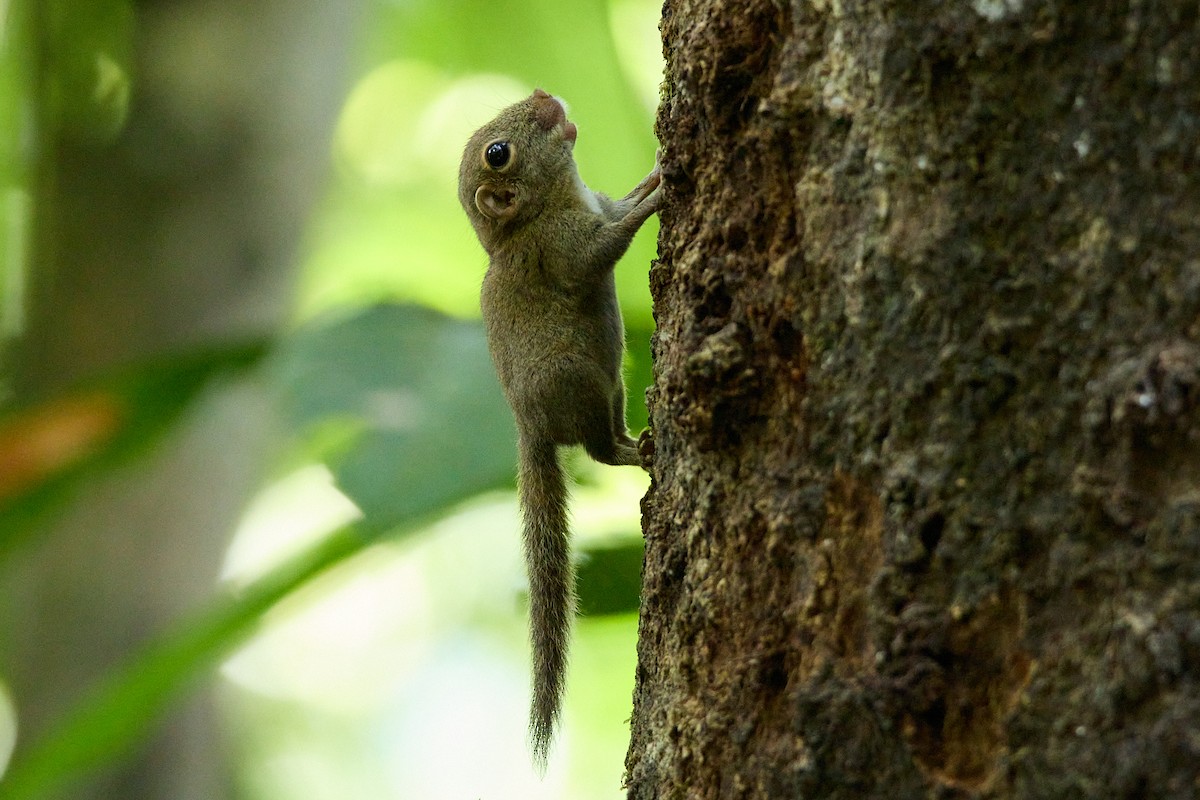 Least Pygmy Squirrel - ML646034527