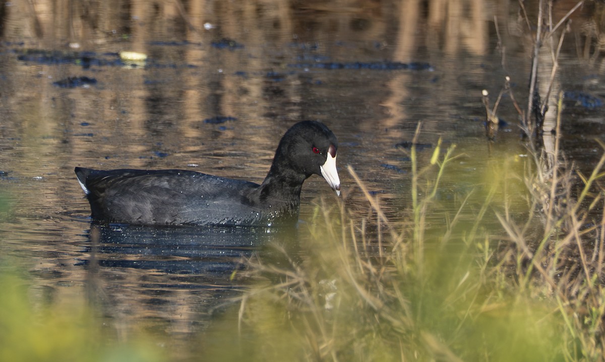 American Coot - ML646034531