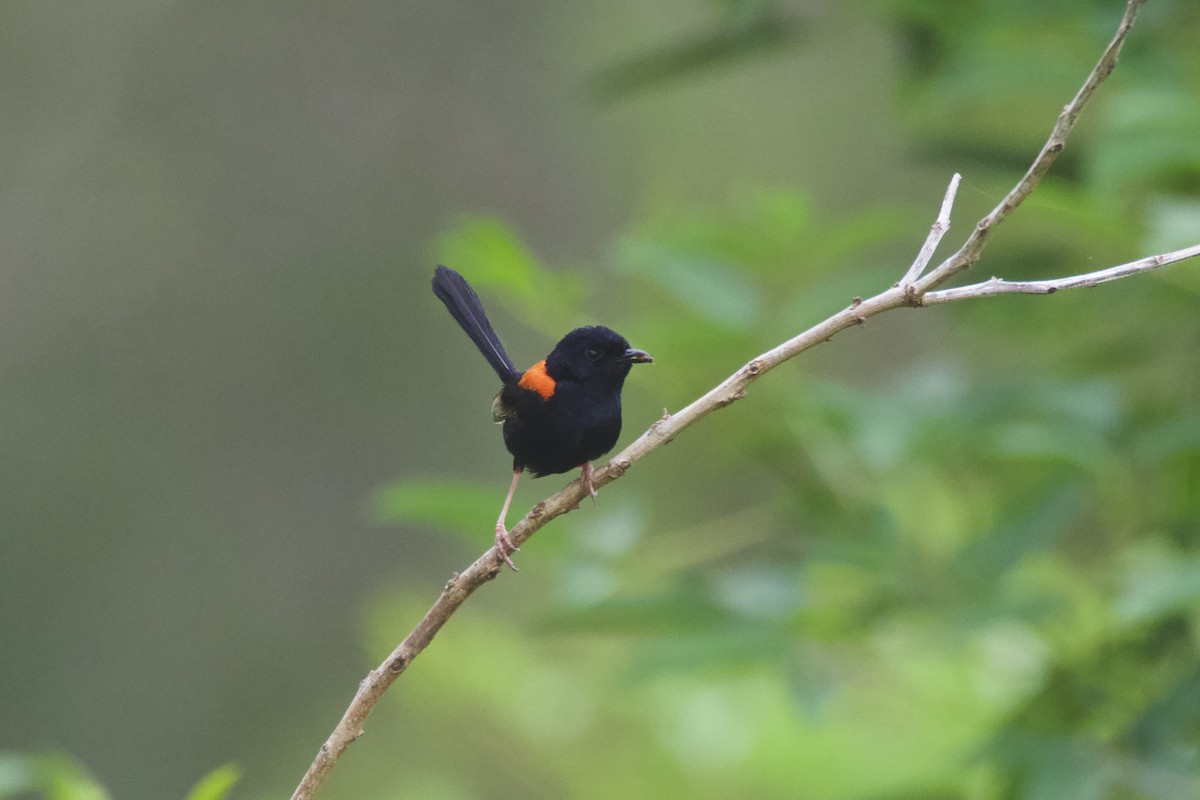 セアカオーストラリアムシクイ - ML646034541