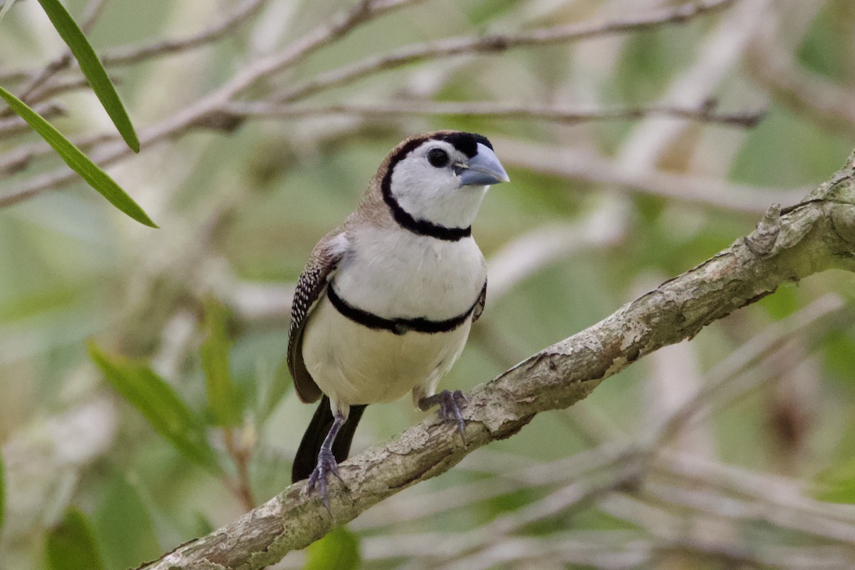 カノコスズメ - ML646034545