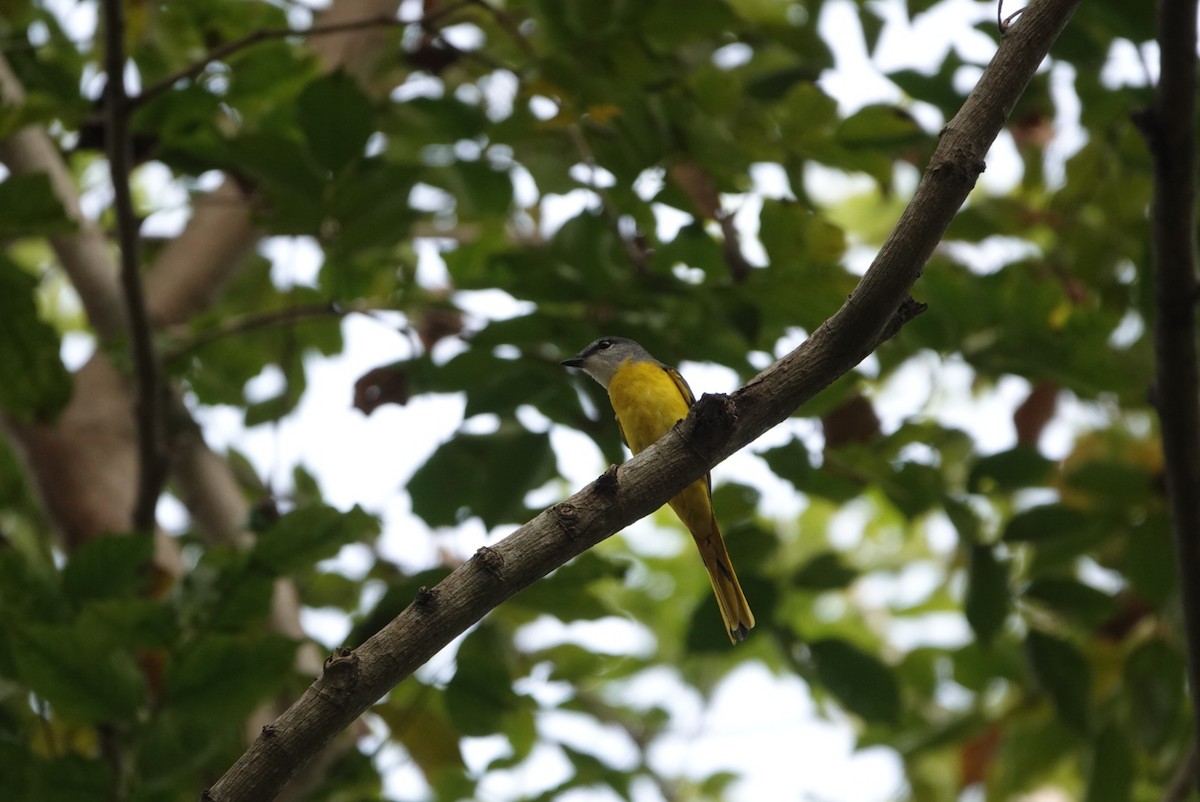 gråhakemønjefugl - ML646034568