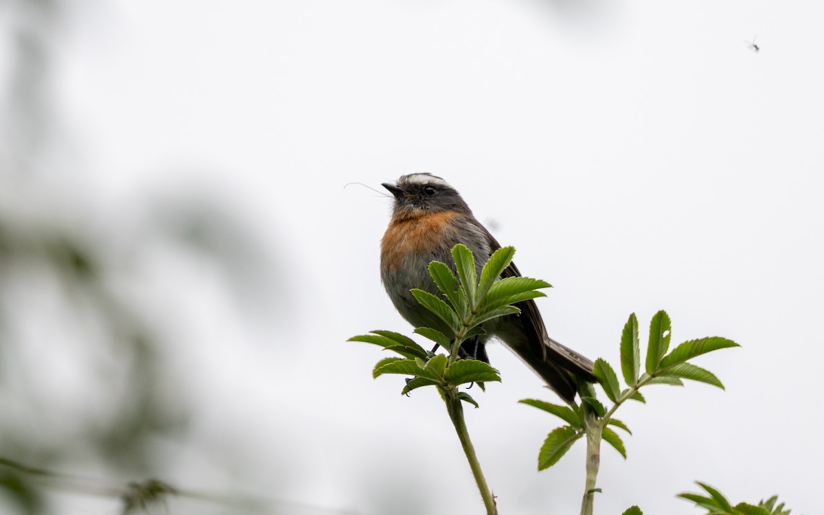 Rufous-breasted Chat-Tyrant - ML646034569
