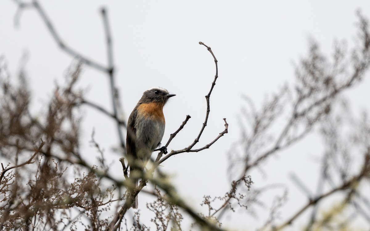 Rufous-breasted Chat-Tyrant - ML646034570
