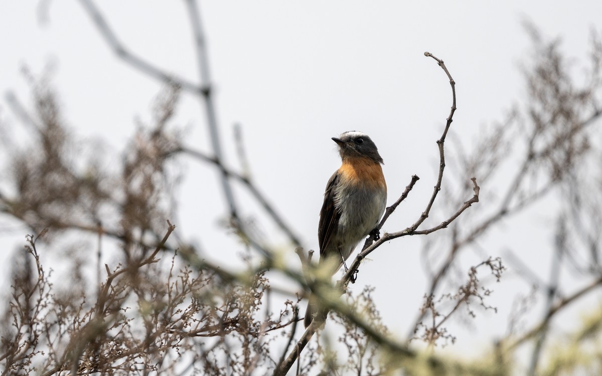 Rufous-breasted Chat-Tyrant - ML646034571