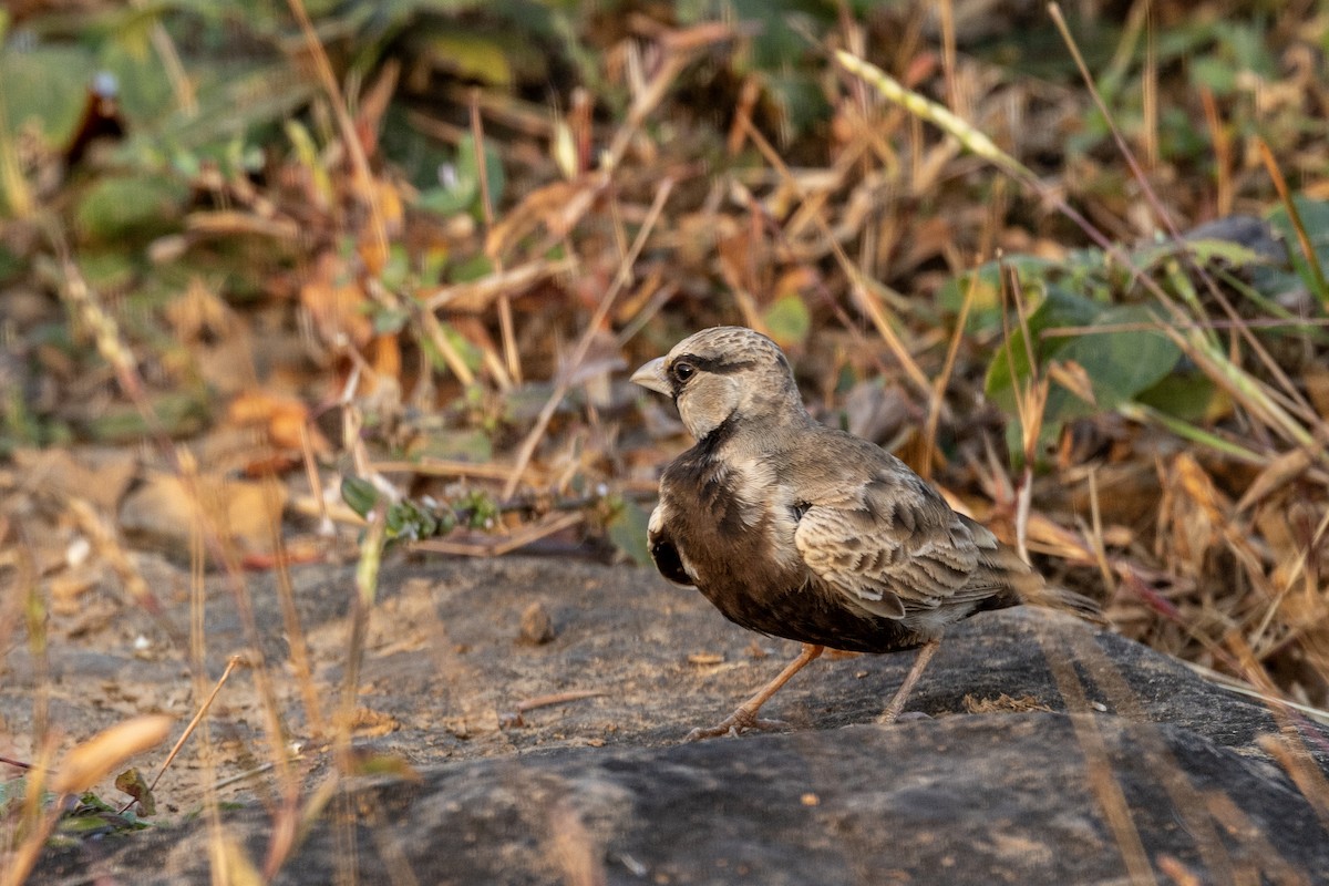 Ashy-crowned Sparrow-Lark - ML646034574
