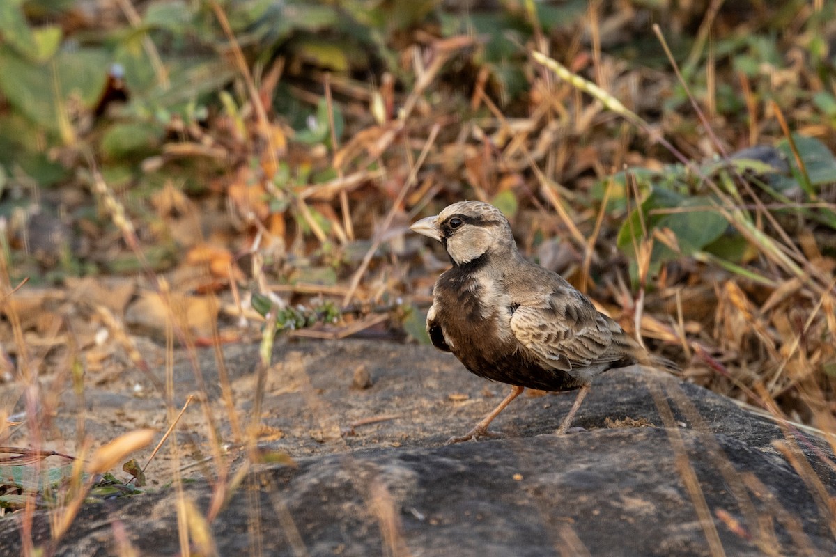 Ashy-crowned Sparrow-Lark - ML646034575