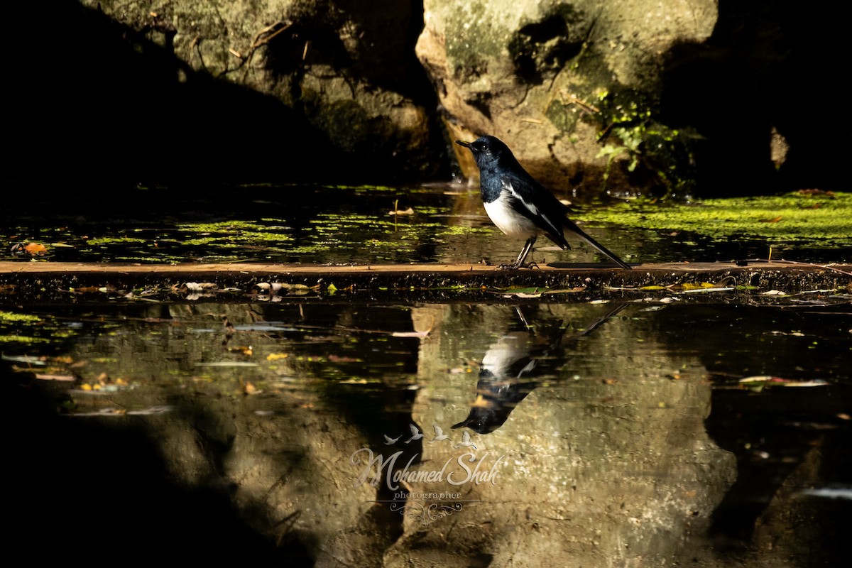 Oriental Magpie-Robin - ML646034576