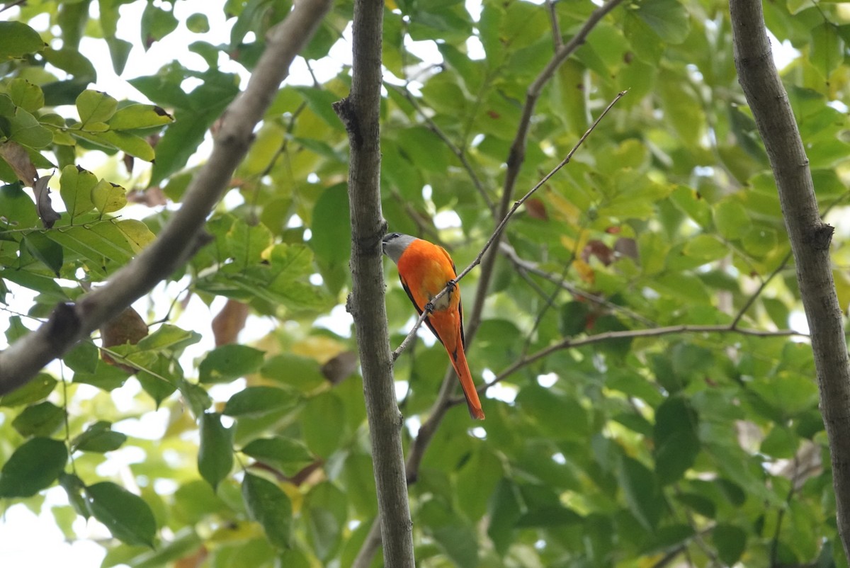 Gray-chinned Minivet - ML646034577