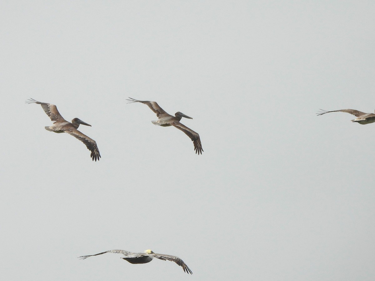 Brown Pelican - ML646034578