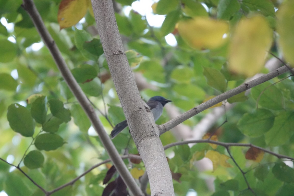 Black-naped Monarch - ML646034580