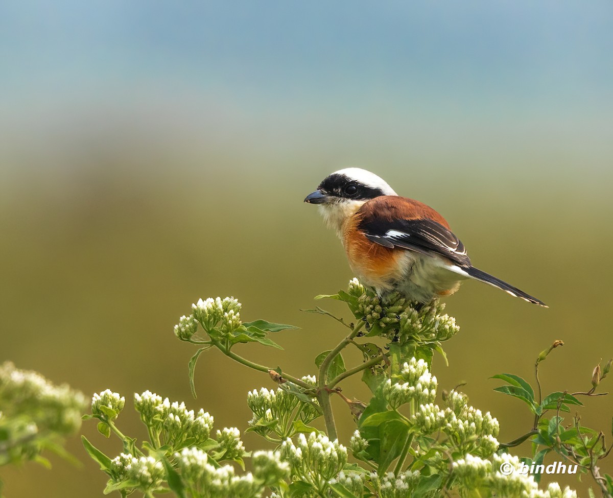 Bay-backed Shrike - ML646034584