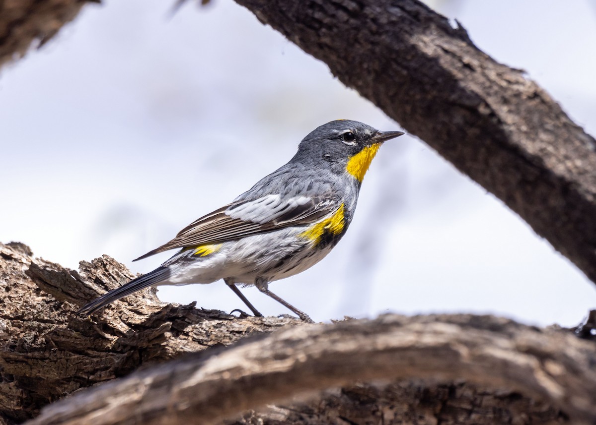 Yellow-rumped Warbler - ML646034586