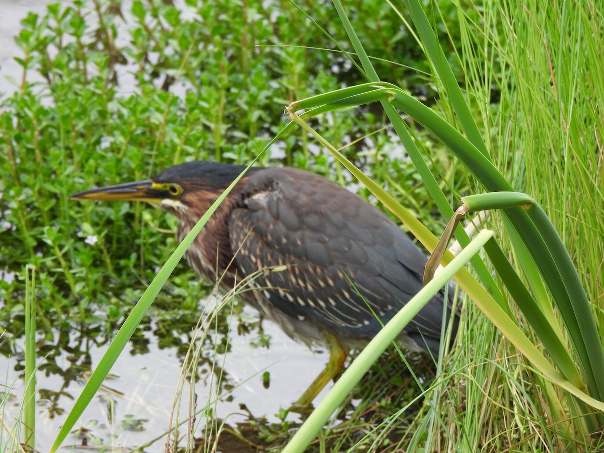Green Heron - ML646034588