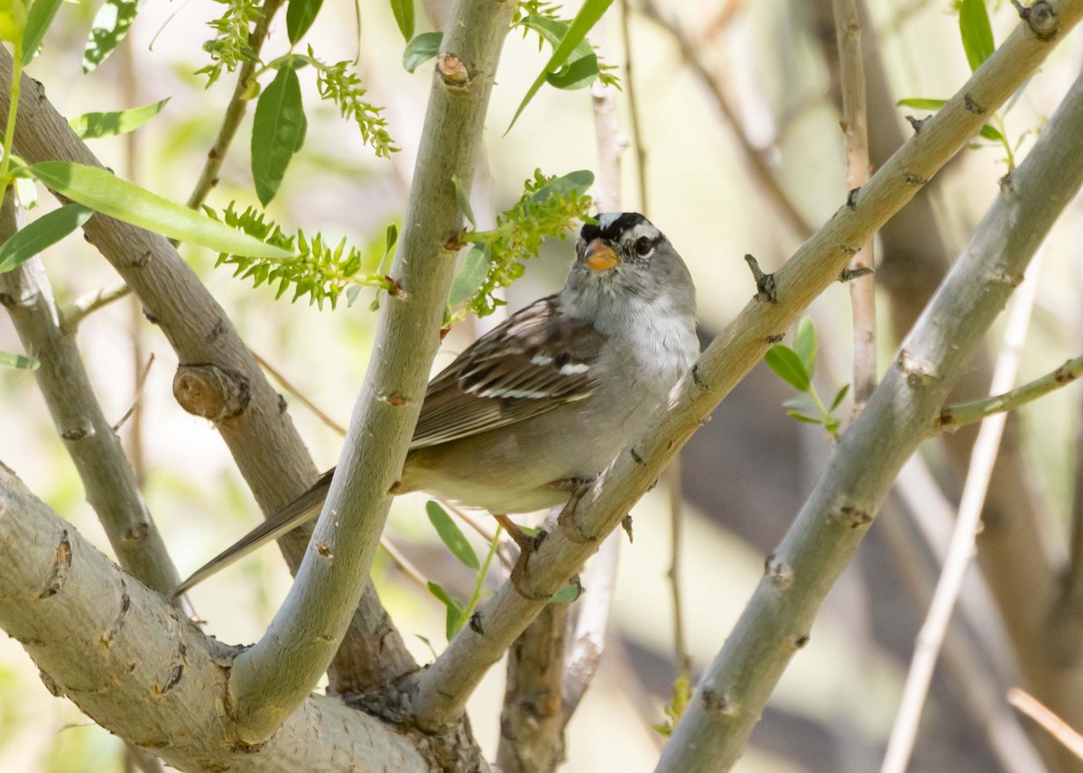 White-crowned Sparrow - ML646034591