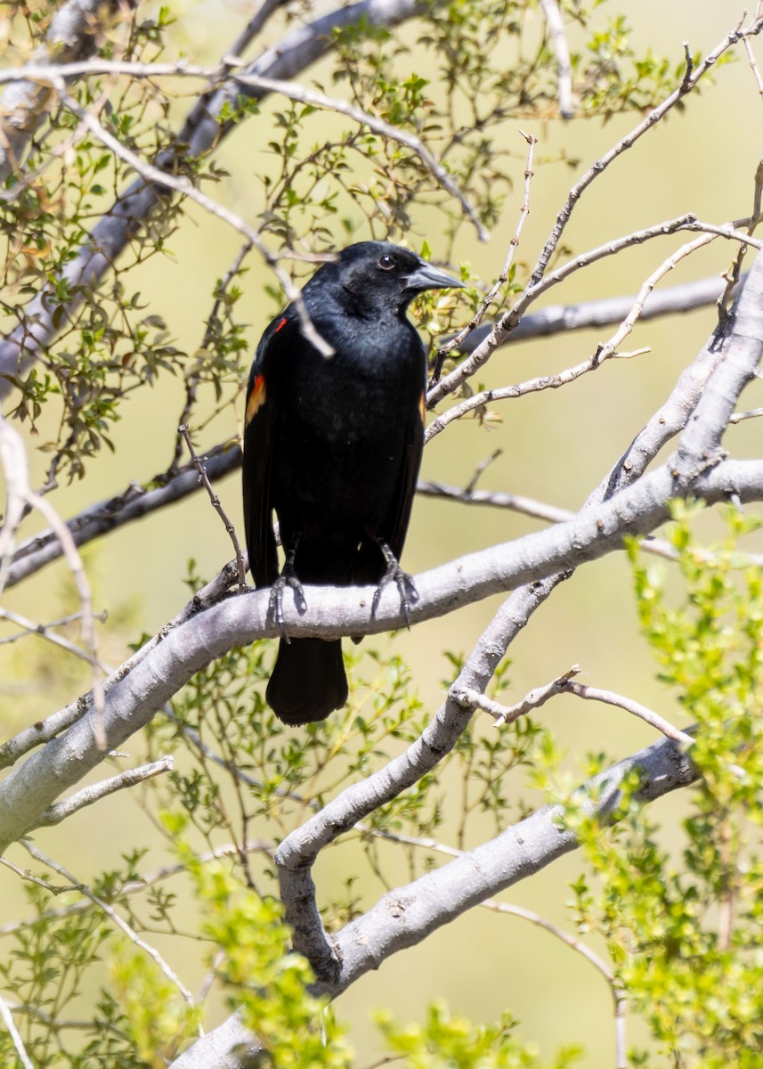 Red-winged Blackbird - ML646034592