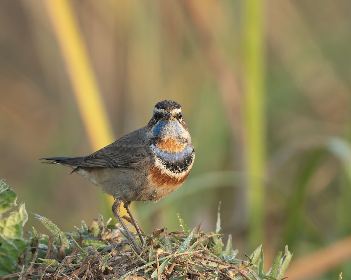 Bluethroat - ML646034593
