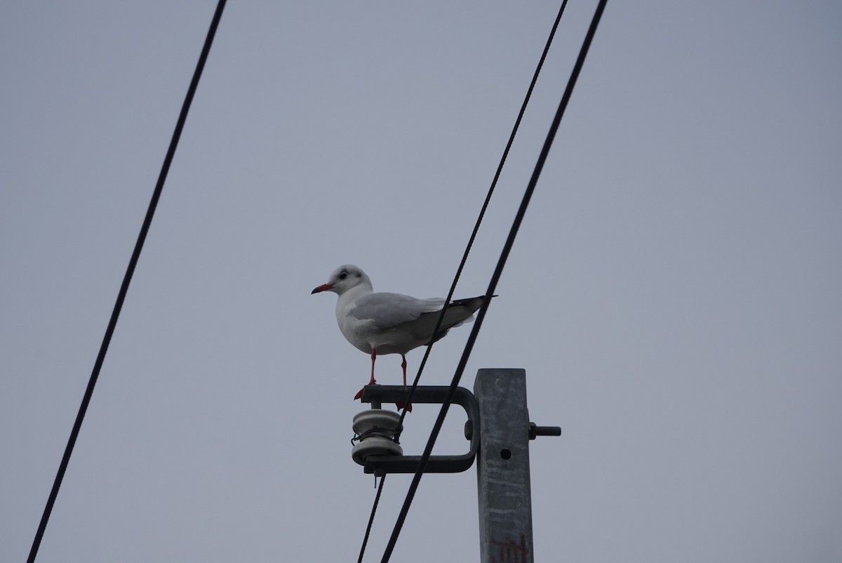 Black-headed Gull - ML646034594
