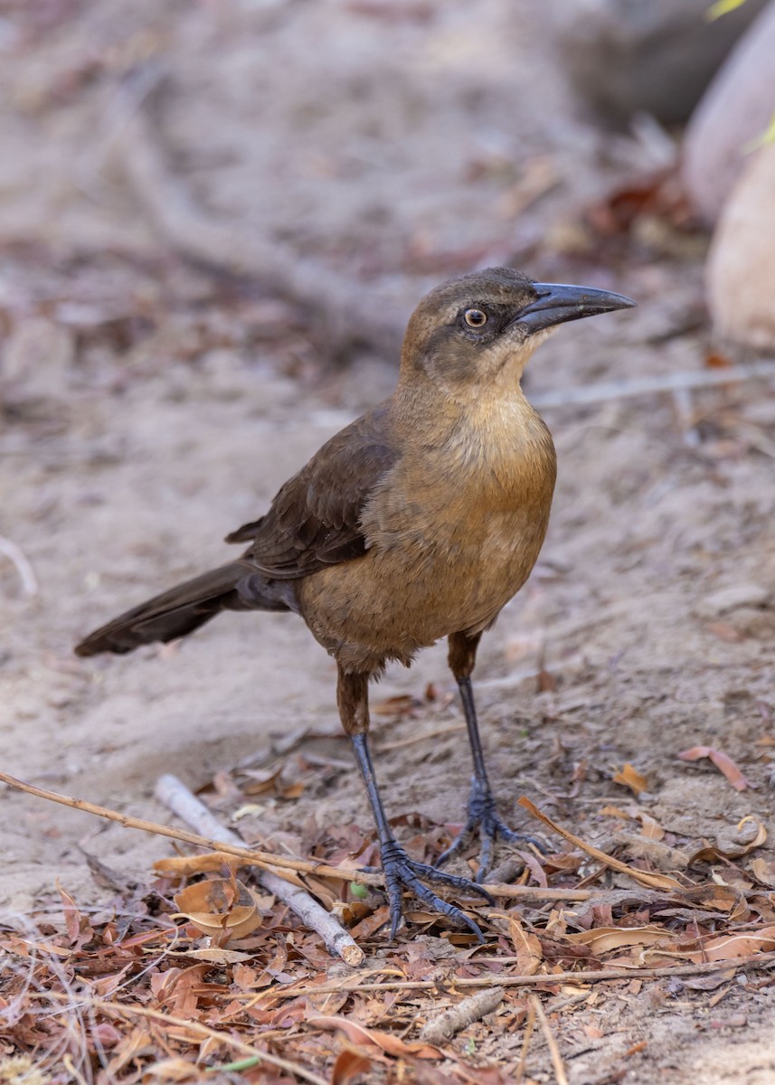 Great-tailed Grackle - ML646034595
