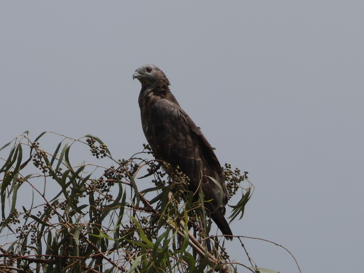 Oriental Honey-buzzard - ML646034597