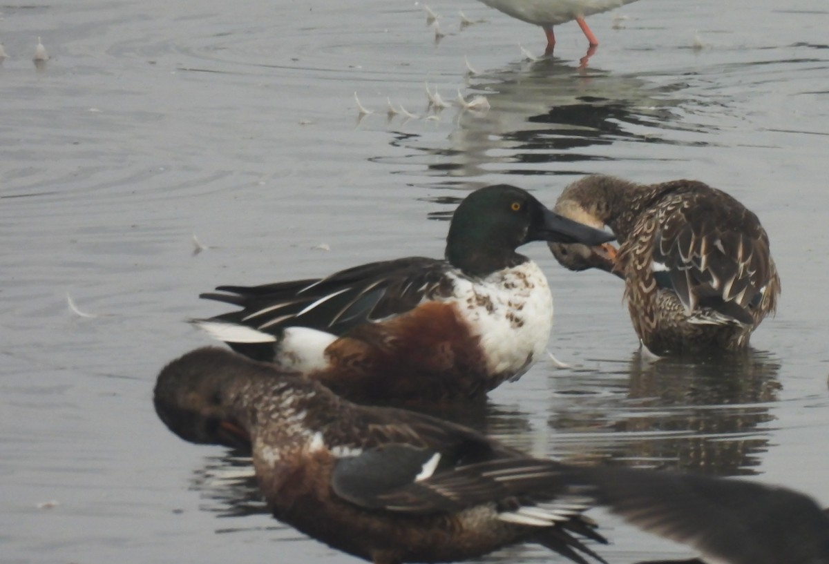 Northern Shoveler - ML646034602