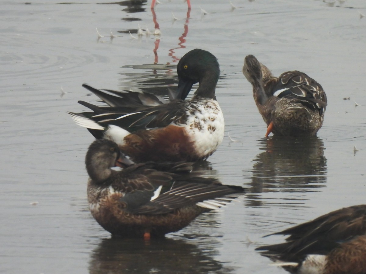 Northern Shoveler - ML646034603