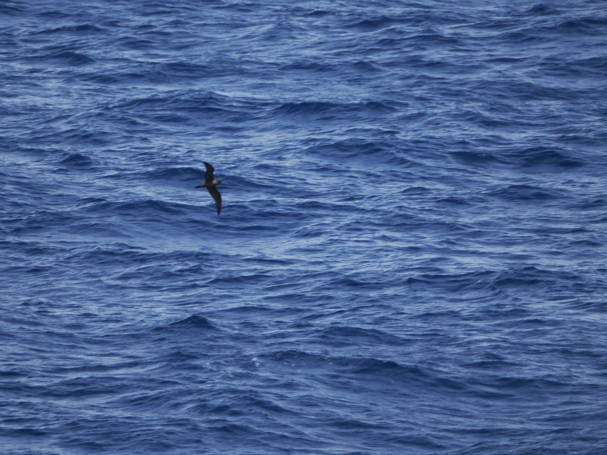 Wedge-tailed Shearwater - ML646034604