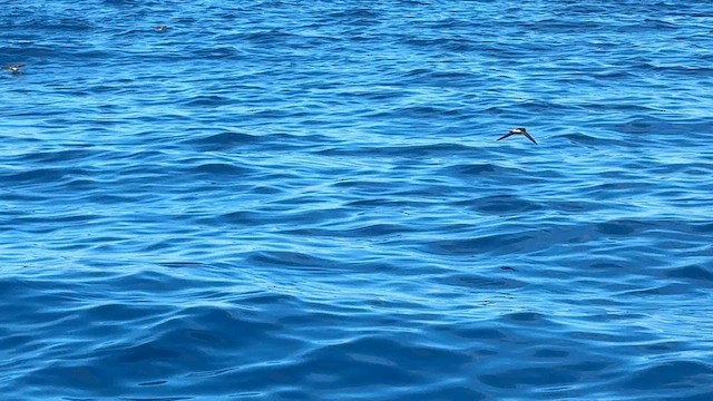 Новозеландская океанида - ML646034605