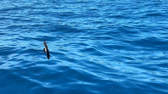 Новозеландская океанида - ML646034606