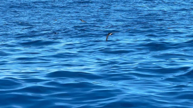 Новозеландская океанида - ML646034607