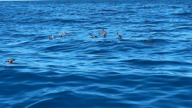 Новозеландская океанида - ML646034608