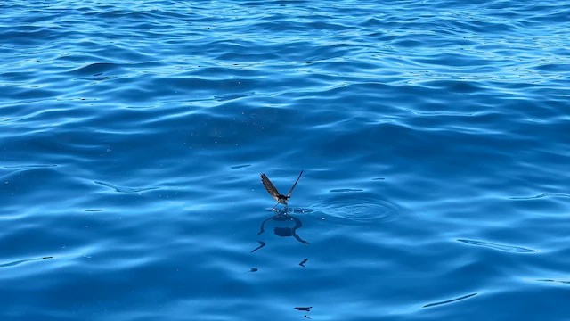 Новозеландская океанида - ML646034610