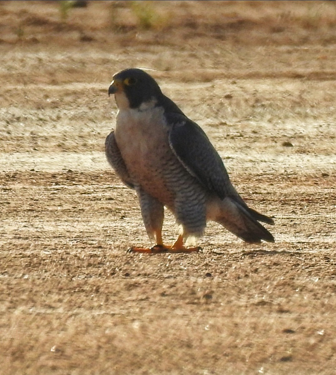 Peregrine Falcon - ML646034612